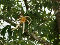 Money Tree
