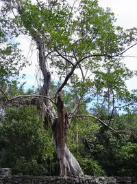 Florida strangler fig