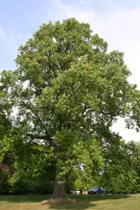 tulip poplar