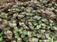 Turtle Vine (Callisia repens) plant