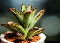 Kalanchoe tomentosa in the pot