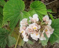 Begonia involucrata