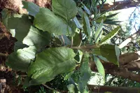Telanthophora grandifolia (Telanthophora grandifolia) plant