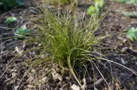 Orange sedge