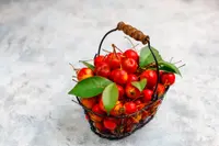 sour cherry (Prunus cerasus) plant