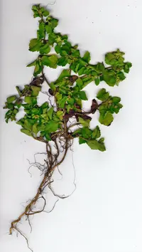Paraguayan starbur (Acanthospermum australe) plant