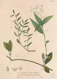 Alternanthera littoralis