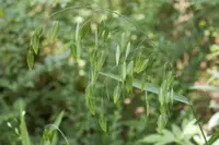 Northern Sea Oats