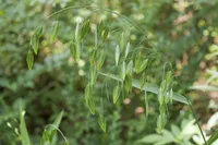 Northern Sea Oats