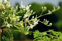 moringa tree