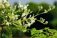 moringa tree (Moringa oleifera) plant
