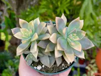Graptopetalum paraguayense in the pot