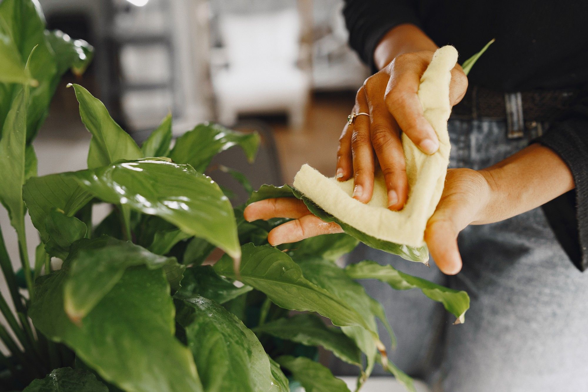 What to Clean Plant Leaves With