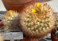 Cuming crown cactus (Rebutia neocumingii) plant