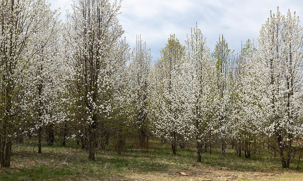 Trees to Avoid Planting in Front of House - Bradford (Callery) Pear