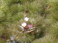 Cabomba caroliniana
