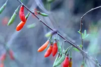 Chinese desert-thorn