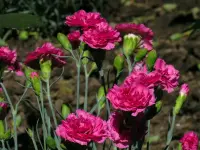 Dianthus caryophyllus