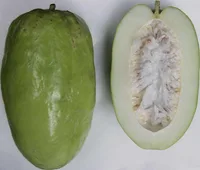 giant granadilla (Passiflora quadrangularis) plant