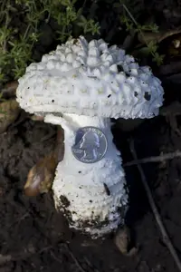Pinecone Amanita