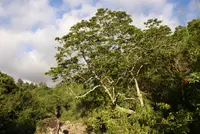 bulletwood