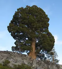 Sierra juniper