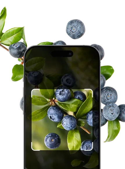 Berry Identification – Hero Mobile
