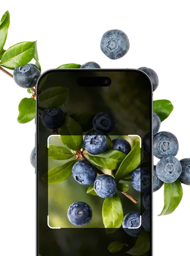 Berry Identification – Hero Mobile