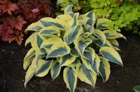 Hosta