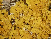 Xanthoria ulophyllodes