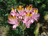 Alstroemeria pulchra (Alstroemeria pulchra) plant