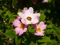 climbing rose