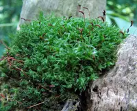 undulate atrichum moss