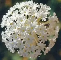 snowball sand verbena (Abronia fragrans) plant