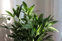 Lady Palm (Rhapis excelsa) plant