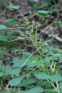 smallspike false nettle