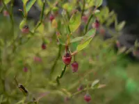 grouse whortleberry (Vaccinium scoparium) plant