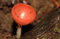 Cookeina speciosa