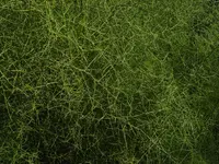 crown of thorns Soil Guide