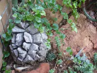 Elephant's Foot Plant (Dioscorea elephantipes) plant