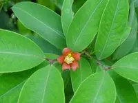 Garcinia cochinchinensis