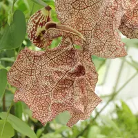mottled dutchman's pipe