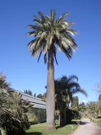 Chile cocopalm