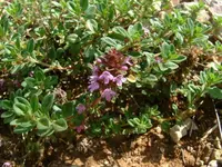 creeping thyme (Thymus serpyllum) plant
