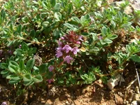creeping thyme (Thymus serpyllum) plant