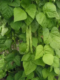green bean