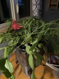 Thanksgiving Cactus photo by a Botan App user