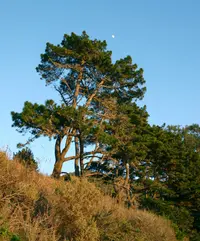 Monterey Pine (Pinus radiata) plant