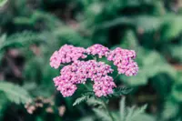 Hylotelephium telephium flower
