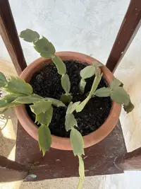 Thanksgiving Cactus photo by a Botan App user
